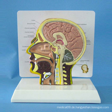 Kopf Gehirn Anatomisches Modell für medizinische Lehre (R050129)